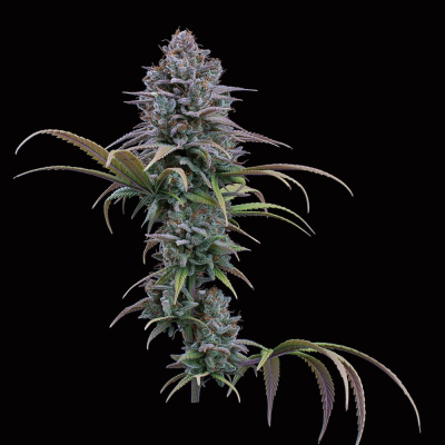 Brothers Grimm Seeds - Grimm Glue
