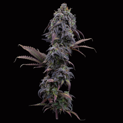 Brothers Grimm Seeds - Princess Haze