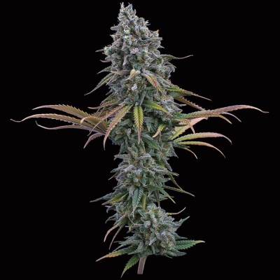 Brothers Grimm Seeds - Space Queen