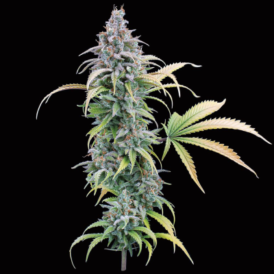 Brothers Grimm Seeds - Thai Herer 99