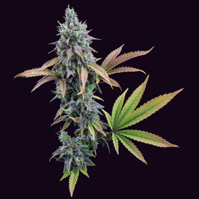 Brothers Grimm Seeds - Cinderella 99