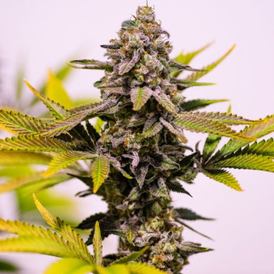 Brothers Grimm Seeds - Cinderella 99 regular