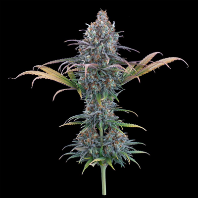 Brothers Grimm Seeds - Cinderella Purple
