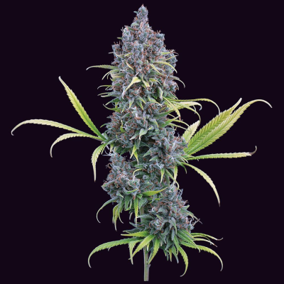 Brothers Grimm Seeds - Durban Thai x C99