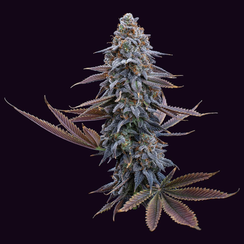 Brothers Grimm Seeds - G13 Genius