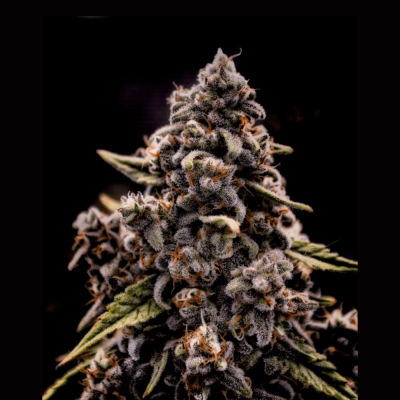 Brothers Grimm Seeds - Genius Juice
