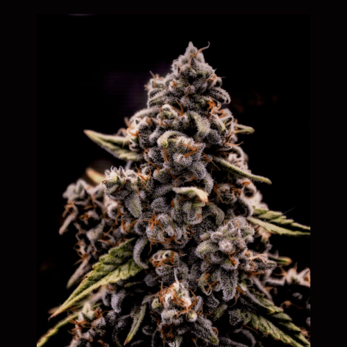 Brothers Grimm Seeds - Genius Juice