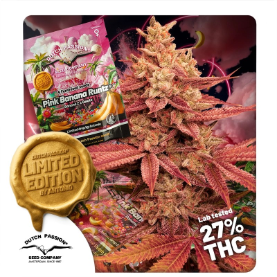 Dutch Passion - Pink Banana Runtz Limited Edition