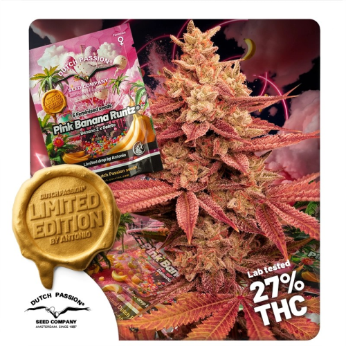 Dutch Passion - Pink Banana Runtz Limited Edition