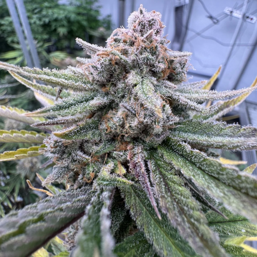 Fast Buds - Cherry Cola Auto RF3