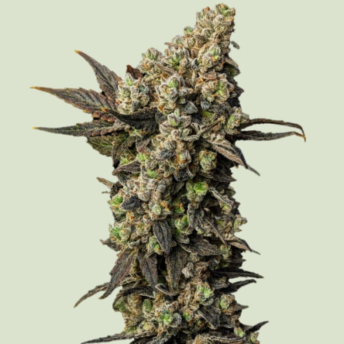 Royal Queen Seeds - Astro Lemonade F1