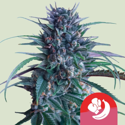 Royal Queen Seeds x Tyson - Banana Brawler