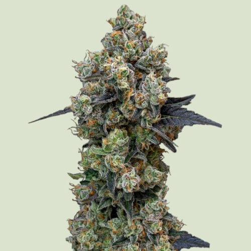 Royal Queen Seeds - Orbital Banana F1