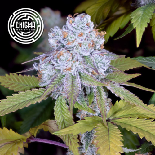 Enigma Genetics - Do-Si-dos Sherbert