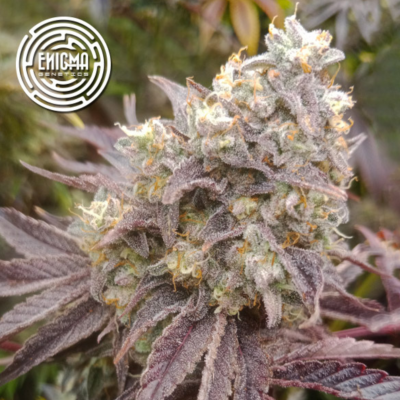 Enigma Genetics - Forbidden Sherbert