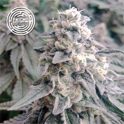 Enigma Genetics - L.A Wedding Pop
