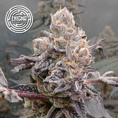 Enigma Genetics - Original Sunset Sherbet