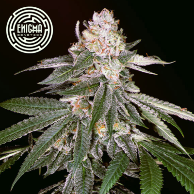 Enigma Genetics - Rozay