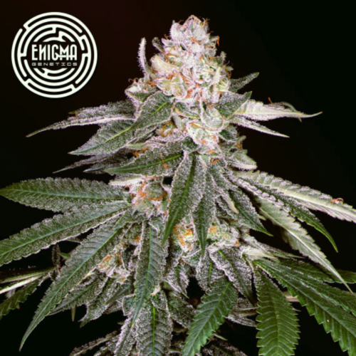 Enigma Genetics - Rozay