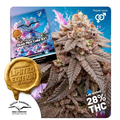 Dutch Passion - Slush Mint Cake BX1 regular