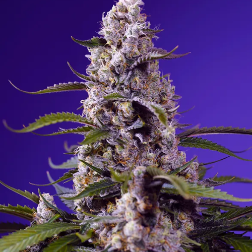 Sweet Seeds - Banana Cream Cake XL Auto