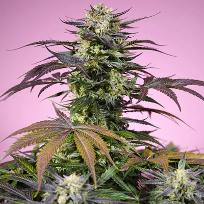 Sweet Seeds - Gelonade