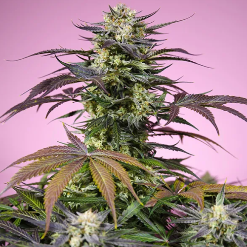 Sweet Seeds - Gelonade