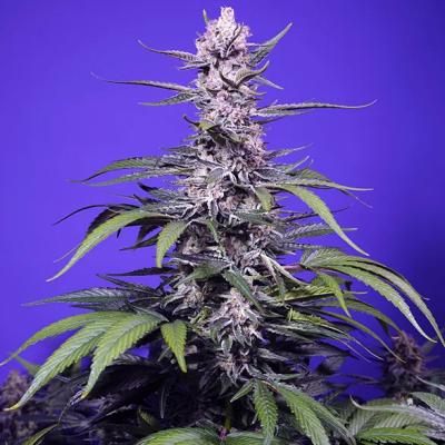 Sweet Seeds - Permanent Marker XL Auto