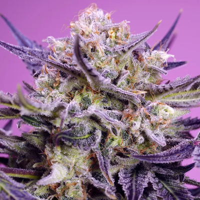 Sweet Seeds - Pink Guava F1 Fast Version