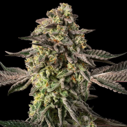 Silent Seeds - Sugar Rock