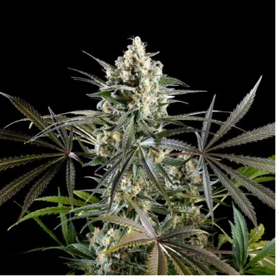 Kannabia Seeds - Amnesia Haze Go Fast