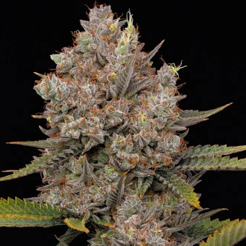 Humboldt Seed Company - Hella Jelly Auto