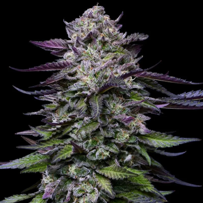 Humboldt Seed Company - Candy Hustle