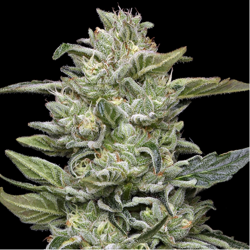 Humboldt Seed Company - Honey Bear