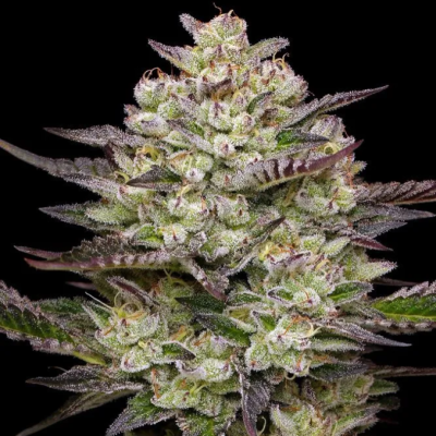 Humboldt Seed Company - Puff Pastry