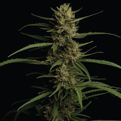 Humboldt Seed Company - Caribbean Queen