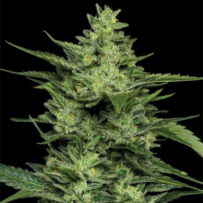 Humboldt Seed Company - Limez