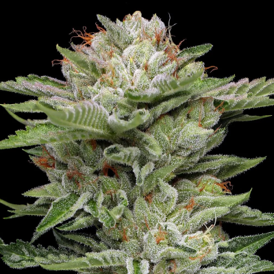 Humboldt Seed Company - V Auto