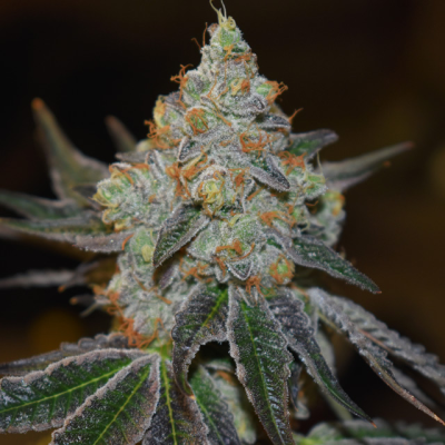 Vision Seeds - Mimosa Auto