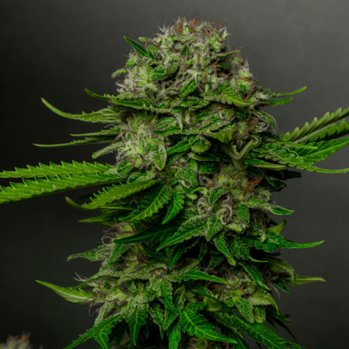 Vision Seeds - Oreoz x Spritzer