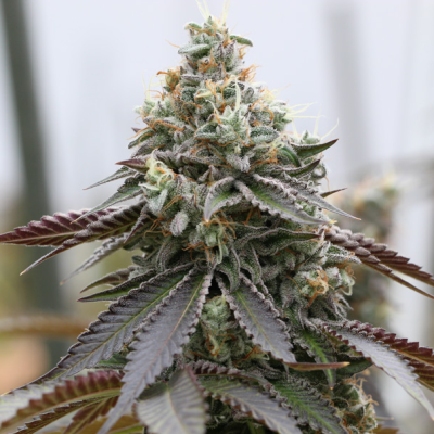 Vision Seeds - Rainbow Sherbert x Spritzer