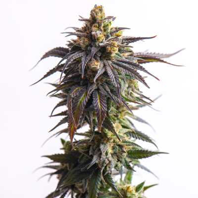 Vision Seeds - Biscotti Auto