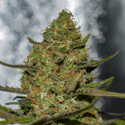 Vision Seeds - Forbidden Fruit x Spritzer