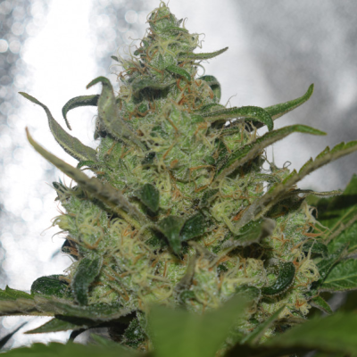 Vision Seeds - Garlotty