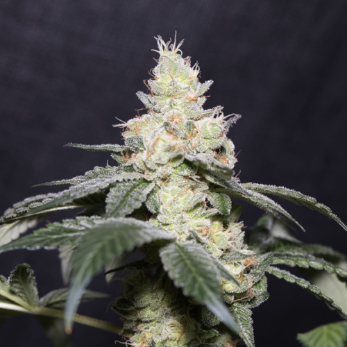 Vision Seeds - Gary Payton