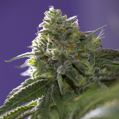 Vision Seeds - Lemon Cherry Gelato x Ice Cream