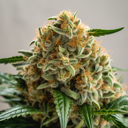 Vision Seeds - Big Bud