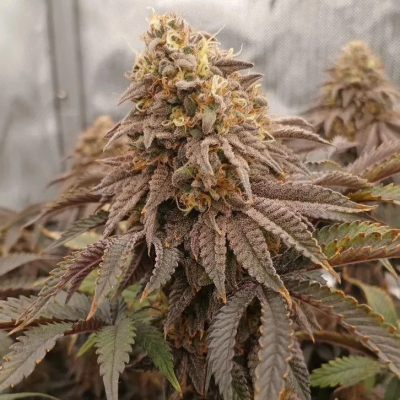 Fast Buds - Papayton