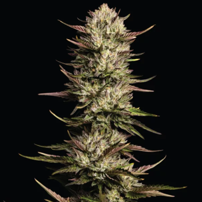 Humboldt Seed Company - California Octane Triploid