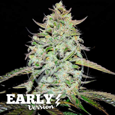 Delicious Seeds - Lemon Gazzy Early Version